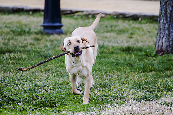 포토 JPG 해외이미지 스튜디오촬영 동물 한마리 응시 행복 얼굴 포유류 놀이 건강 실험 앉기 사람없음 반려동물 갈색 머리 초콜릿 가축 흰색 관찰 개 리트리버 강아지 자르기 래브라도리트리버 흰배경 코 송곳니 고립 기르기 신앙심 유래 충실 혼자 카피스페이스 해외202004 해외포토 1 시선 감정 컬러 백그라운드 모션 디저트 실내 신체부위 공백 치아 돌봄 파일형식 이미지허브