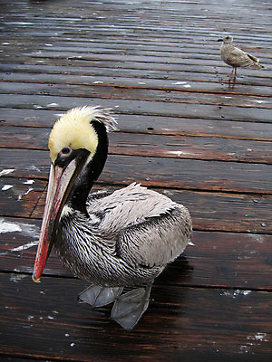 포토 JPG 해외이미지 동물 발 갈매기 조류 사람없음 목재 친구 항구 검은색 웹 회색 젖음 흰색 펠리컨 깃털 계산서 해외202004 해외포토 나무 컬러 인터넷 재료 관계 교통시설 신체부위 파일형식 이미지허브