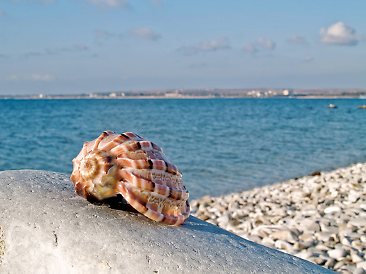 포토 JPG 해외이미지 바다 백그라운드 자연 벽지 조류 추상 조개 기술 선물 사람없음 물 껍질 원형 소라 오브젝트 기념품 짠맛 해외202004 해외포토 자연요소 도형 동물 무늬 어패류 맛 생태계 파일형식 이미지허브