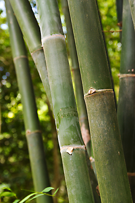 포토 JPG 해외이미지 나무 식물 아시아 문화 선 백그라운드 잎 자연 추상 건강 사람없음 장식 초록색 환경 정원 일본 성장 신선 숲 대나무 명상 원예 생물학 동쪽 돌봄 해외202004 해외포토 교육 나라 컬러 무늬 모션 취미 방향 생태계 파일형식 이미지허브