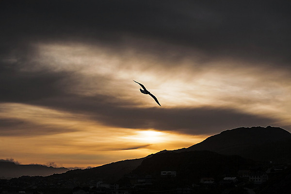 포토 JPG 해외이미지 구름 야생동물 자연 갈매기 조류 하늘 산 사람없음 가로 태양 일출 일몰 새벽 자유 도시 꼬리 부리 무료 해외202004 해외포토 자연요소 동물 컨셉 노을 생태계 파일형식 이미지허브