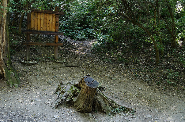 포토 JPG 해외이미지 나무 길 잎 자국 산 사람없음 목재 초록색 숲 에코 쇼 불가리아 처음 해외202004 해외포토 식물 컬러 재료 환경 파일형식 남유럽 이미지허브