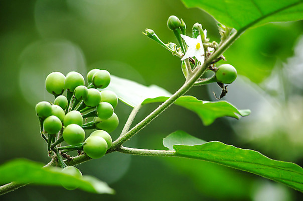 포토 JPG 해외이미지 식물 음식 백그라운드 잎 농업 다이어트 채소 건강 사람없음 초록색 정원 수확 신선 그룹 시장 유기농 내추럴 밭일 채식주의자 해외202004 해외포토 웰빙 산업 컬러 채식 파일형식 이미지허브
