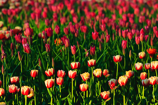 포토 JPG 해외이미지 식물 꽃잎 꽃 줄기 백그라운드 잎 꽃무늬 패턴 밭 농업 자연 불꽃 사람없음 야외 가로 빨간색 초록색 여름 햇빛 농장 노란색 정원 보라색 봄 튤립 그룹 작음 문학 정중 해외202004 해외포토 계절 산업 컬러 컨셉 무늬 불 태양 크기 생태계 파일형식 이미지허브