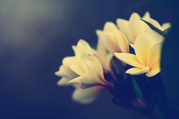 포토 JPG 해외이미지 식물 아이콘 꽃잎 꽃 문화 벽 분홍색 섬 농업 자연 벽지 인종 사람없음 치료 여름 컬러풀 스크린 봄 수확 벚꽃 개화 오브젝트 사인 싱글 하와이 향기 발리 고립 이국적 하와이인 알로하 해외202004 해외포토 외국인 계절 산업 컬러 의학 사람 미국 인사 생태계 냄새 인도네시아 파일형식 이미지허브