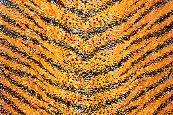 포토 JPG 해외이미지 동물 디자인 옷 아시아 야생동물 백그라운드 패턴 오렌지 벽지 추상 털 동물원 사람없음 내부 그래픽 장식 노란색 유행 검은색 고양이 줄무늬 직물 화려 호랑이 고급 우아함 닫기 인쇄 가죽 사파리 피부 그림 질감 스타일 효과 해외202004 해외포토 나라 컬러 컨셉 무늬 과일 포유류 모션 신체부위 반려동물 파일형식 이미지허브