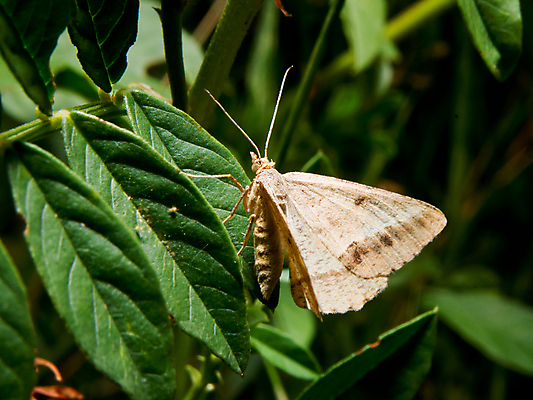 포토 JPG 해외이미지 동물 아시아 야생동물 나비 곤충 날개 자연 안테나 사람없음 갈색 흰색 해충 묘사 동쪽 나방 동물상 취급주의 해외202004 해외포토 나라 컬러 통신 경고 조형물 벌레 방향 생태계 파일형식 이미지허브