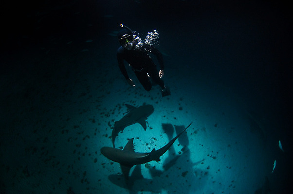 포토 JPG 해외이미지 동물 포즈 그림자 어류 사람 사람없음 파란색 미국 거품 잠수부 육식동물 상어 대서양 바하마 수유 해외202004 해외포토 바다 컬러 북아메리카 수중동물 전문직 파일형식 이미지허브