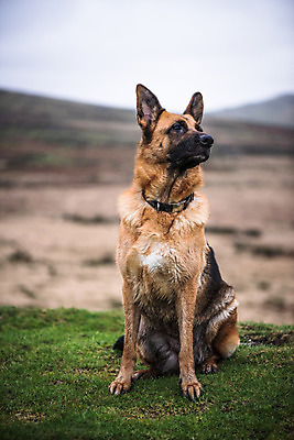 포토 JPG 해외이미지 응시 계절 공원 행복 경비 앉기 사람없음 야외 반려동물 머리 작업 황무지 양치기 개 보안 송곳니 유래 해외202004 해외포토 동물 직업 시선 공공시설 감정 포유류 모션 안전 신체부위 치아 보호 파일형식 이미지허브