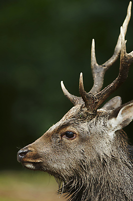 포토 JPG 해외이미지 나무 동물 응시 계절 남자 아시아 야생동물 밭 포유류 자연 사슴 털 뿔 사람없음 야외 목재 초록색 여름 갈색 머리 달러 일본 검은색 가을 게임 흰색 숲 큼 발사 바퀴자국 상패 트로피 사냥 내추럴 해외202004 해외포토 식물 시선 나라 컬러 돈 농업 재료 자국 놀이 사람 신체부위 크기 상_우승 생태계 파일형식 이미지허브