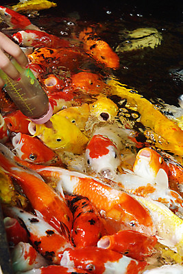 포토 JPG 해외이미지 전통 호수 자연 어류 동양인 취미 사람없음 물 컬러풀 일본 수영 중국 연못 잉어 해외202004 해외포토 자연요소 아시아 컬러 인종 수중동물 수상스포츠 생태계 파일형식 이미지허브