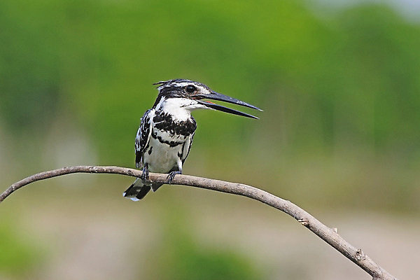 포토 JPG 해외이미지 나무 동물 1 응시 공원 야생동물 백그라운드 날개 자연 조류 낚시 어류 앉기 사람없음 야외 물 햇빛 검은색 흰색 나뭇가지 기다림 황무지 깃털 싱글 사냥 내추럴 동물상 물총새 전국 해외202004 해외포토 자연요소 식물 시선 공공시설 컬러 모션 레저 태양 조형물 수중동물 생태계 파일형식 이미지허브