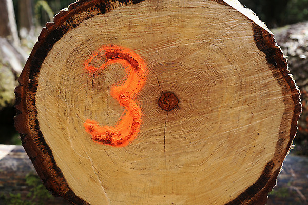 포토 JPG 해외이미지 3 사람없음 목재 숫자 숲 자르기 통나무 잡동사니 삼림지대 수목 해외202004 해외포토 나무 문자 재료 모션 파일형식 이미지허브