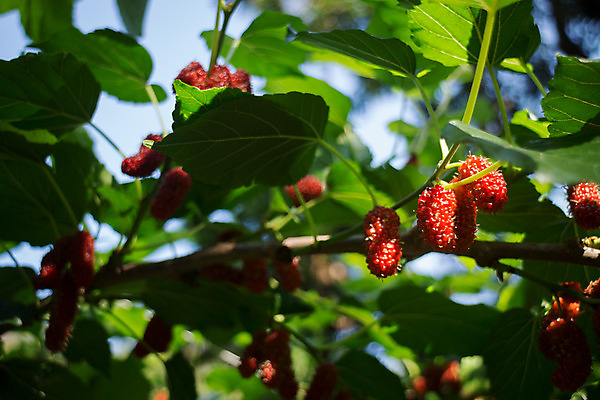 포토 JPG 해외이미지 나무 열매 분홍색 잎 농업 다이어트 과일 태국 자연 건강 사람없음 빨간색 초록색 여름 컬러풀 검은색 나뭇가지 신선 그룹 달콤 유기농 내추럴 숙성 채식주의자 해외202004 해외포토 식물 웰빙 계절 산업 아시아 컬러 맛 생태계 채식 파일형식 이미지허브