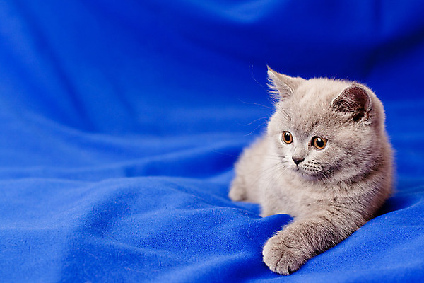 포토 JPG 해외이미지 동물 응시 포즈 백그라운드 영국 털 그림자 사람없음 가로 파란색 반려동물 고양이 회색 흰색 직물 작음 육식동물 거짓말 해외202004 해외포토 시선 유럽 컬러 포유류 크기 파일형식 이미지허브
