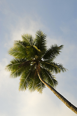 포토 JPG 해외이미지 나무 식물 구름 1 여행 백그라운드 잎 하늘 휴가 손바닥 사람없음 초록색 파란색 야자수 갈색 흰색 고독 싱글 상승 하와이 태평양 고립 파라다이스 해외202004 해외포토 자연요소 손 감정 바다 컬러 컨셉 미국 파일형식 이미지허브