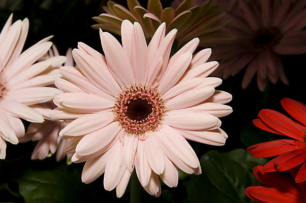 포토 JPG 해외이미지 식물 꽃 분홍색 사람없음 컬러풀 노란색 정원 봄 벚꽃 꽃가루 해외202004 해외포토 계절 컬러 가루 파일형식 이미지허브