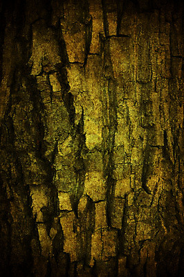 포토 JPG 해외이미지 디자인 벽 백그라운드 컨셉 일러스트 부분 벽지 표면 날씨 추상 바닥 미술 사람없음 목재 울타리 어둠 수확 껍질 판넬 얼룩 거친 널 낟알 자르기 버리기 질감 복고 통나무 나무껍질 잡동사니 고딕 그런지 깨짐 옛날 해외202004 해외포토 나무 무늬 농업 재료 모션 문화예술 담장 파일형식 이미지허브