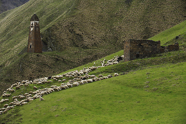 포토 JPG 해외이미지 동물 구름 산업 여행 밭 농업 포유류 자연 하늘 산 풍경 사람없음 야외 가로 초록색 반려동물 농장 계곡 봄 시골 양 그룹 군중 방목 땅 언덕 장면 양고기 해외202004 해외포토 자연요소 계절 컬러 육류 사람 축산업 생태계 파일형식 이미지허브