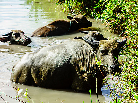 포토 JPG 해외이미지 나무 식물 동물 구름 잎 밭 농업 자연 아침 풍경 사람없음 초록색 물 농장 정원 신선 농부 숲 해외202004 해외포토 주간 자연요소 직업 산업 컬러 생태계 파일형식 이미지허브