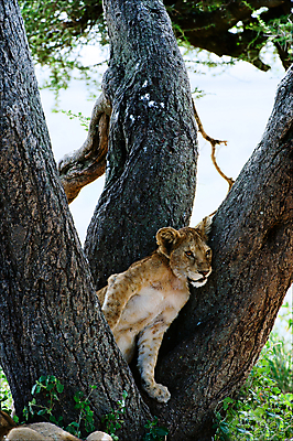 포토 JPG 해외이미지 나무 동물 행복 감정 여유 얼굴 야생동물 어린이 새끼 포유류 아프리카 자연 휴식 생물 털 종류 사람없음 야외 세로 고양이 꿈 아기 사자 작음 모피 사파리 슛 육식동물 사자자리 배려 심각 해외202004 해외포토 식물 나라 컨셉 사람 신체부위 반려동물 별자리 크기 생태계 파일형식 이미지허브