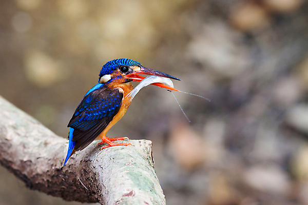 포토 JPG 해외이미지 동물 여자 아시아 야생동물 날개 태국 자연 조류 앉기 동양인 사람없음 파란색 컬러풀 나뭇가지 관찰 황무지 숲 열대우림 손목시계 깃털 내추럴 물총새 혼자 해외202004 해외포토 나무 나라 시계 컬러 장신구 모션 사람 인종 생태계 파일형식 이미지허브