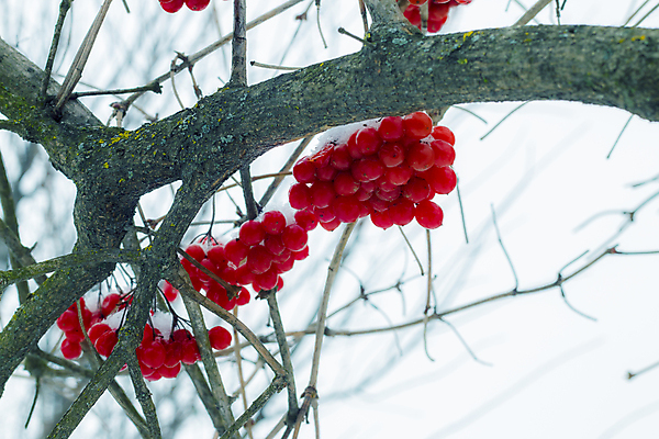 포토 JPG 해외이미지 나무 식물 계절 공원 열매 음식 백그라운드 크리스마스 겨울 과일 자연 사람없음 야외 빨간색 정원 냉동 얼음 식사 추위 흰색 나뭇가지 체리 숲 12월 크리스탈 다발 서리 내추럴 반투명 숙성 눈내림 많음 해외202004 해외포토 자연요소 공공시설 기념일 컬러 컨셉 눈_날씨 날짜 광석 생태계 파일형식 이미지허브