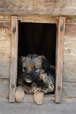 포토 JPG 해외이미지 동물 얼굴 자연 벽지 수염 발렌타인데이 사람없음 반려동물 갈색 고양이 우정 잠 유머 개 달콤 작음 즐거움 고민 호기심 코 엽서 귀 부드러움 동반자 해외202004 해외포토 감정 컬러 컨셉 포유류 데이이벤트 신체부위 친구 감각 맛 크기 편지 생태계 파일형식 이미지허브