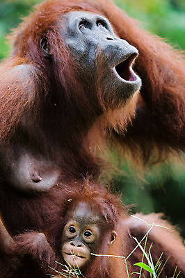 포토 JPG 해외이미지 동물 여자 감정 새끼 가족 엄마 종류 사람 성인 사람없음 갈색 힘 마음 아기 최고 숲 큼 사파리 인도네시아 유인원 말레이시아 공격적 돌봄 배려 심각 인구 지능 힘찬 해외202004 해외포토 아시아 컬러 컨셉 포유류 관계 모션 크기 파일형식 이미지허브