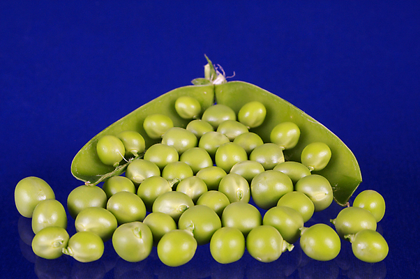 포토 JPG 해외이미지 식물 음식 줄기 잎 다이어트 채소 자연 유리 콩 건강 씨앗 사람없음 초록색 파란색 반사 성장 자녀 달콤 작음 상쾌 완두콩 날것 개발 꼬투리 숙성 해외202004 해외포토 감정 컬러 재질 곡류 맛 크기 생태계 파일형식 이미지허브