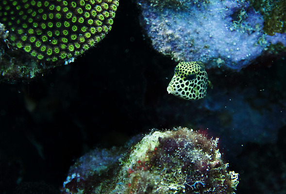 포토 JPG 해외이미지 동물 야생동물 바다 패턴 청소년 자연 어류 사람없음 파란색 수중 아기 산호 닫기 다이빙 질감 해외202004 해외포토 컬러 무늬 모션 사람 수영 수중동물 자포동물 생태계 수중스포츠 파일형식 이미지허브