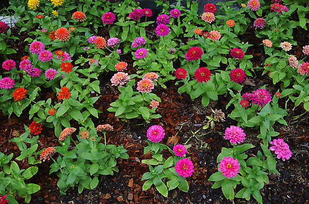 포토 JPG 해외이미지 식물 전통 디자인 옷 계절 공원 꽃잎 꽃 분홍색 백그라운드 잎 꽃무늬 패턴 밭 오렌지 바지 자연 표면 풍경 사람없음 야외 장식 빨간색 초록색 여름 파란색 청춘 컬러풀 노란색 유행 정원 어둠 봄 활발 벚꽃 흰색 직물 도시 면 정상 작음 남색 벌 원예 질감 땀 캔버스 섬유 내추럴 그런지 옛날 스타일 해외202004 해외포토 공공시설 컬러 곤충 컨셉 무늬 농업 과일 하의 취미 크기 생태계 파일형식 이미지허브