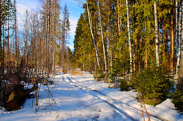 포토 JPG 해외이미지 나무 식물 계절 공원 잎 자연 하늘 풍경 사람없음 초록색 빛 햇빛 태양 환경 봄 광선 흰색 나뭇가지 소나무 숲 장면 내추럴 회복 해외202004 해외포토 자연요소 공공시설 컬러 컨셉 생태계 파일형식 이미지허브