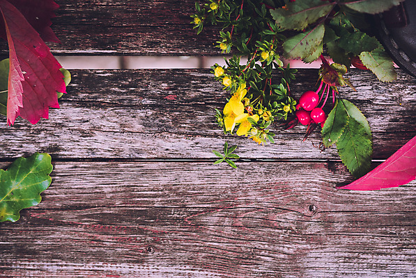 포토 JPG 해외이미지 식물 계절 공원 열매 꽃 신발 잎 벤치 과일 자연 포도 사람없음 빨간색 초록색 여름 장미 정원 봄 산책 벚꽃 가을 숲 9월 11월 시골집 도토리 10월 정물화 해외202004 해외포토 공공시설 컬러 의자 휴식 주택 견과류 날짜 그림 생태계 파일형식 이미지허브