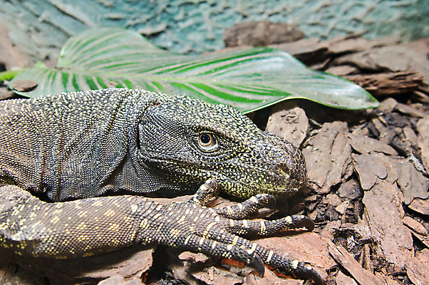 포토 JPG 해외이미지 동물 야생동물 파충류 자연 양서류 사람없음 야외 머리 모니터 용 도마뱀 육식동물 악어 해외202004 해외포토 신체부위 컴퓨터 생태계 파일형식 이미지허브