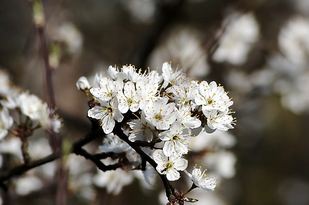 포토 JPG 해외이미지 나무 식물 구름 계절 꽃잎 꽃 분홍색 하늘색 백그라운드 잎 자연 하늘 사람없음 초록색 파란색 태양 갈색 맑음 봄 활발 벚꽃 흰색 나뭇가지 개화 만족 천국 꽃수술 해외202004 영광군 해외포토 자연요소 감정 컬러 컨셉 날씨 전라남도 생태계 파일형식 이미지허브