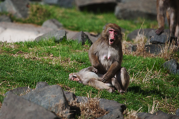 포토 JPG 해외이미지 동물 공원 아시아 얼굴 야생동물 여행 겨울 포유류 자연 휴식 산 털 동물원 국립공원 앉기 동양인 사람없음 물 일본 바위 원숭이 뜨거움 서식지 유인원 해외202004 해외포토 자연요소 계절 공공시설 나라 컨셉 모션 인종 신체부위 돌_바위 생태계 파일형식 이미지허브
