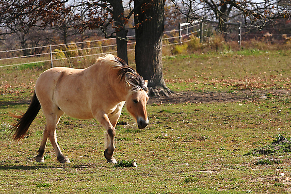 포토 JPG 해외이미지 동물 야생동물 스포츠 2 밭 포유류 자연 엄마 노르웨이 사람없음 야외 농장 갈색 가축 경쟁 자녀 시골 아기 승마 카우보이 승차 갈기 조랑말 내추럴 망아지 기르기 방목장 해외202004 해외포토 유럽 새끼 컬러 컨셉 농업 가족 모션 사람 말_동물 생태계 돌봄 파일형식 이미지허브