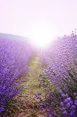 포토 JPG 해외이미지 식물 꽃 백그라운드 꽃무늬 밭 자연 풍경 사람없음 여름 정원 보라색 벚꽃 시골 개화 허브 제비꽃 향기 아로마테라피 라벤더 내추럴 프로방스 해외202004 해외포토 계절 컬러 무늬 농업 생태계 냄새 테라피 파일형식 이미지허브