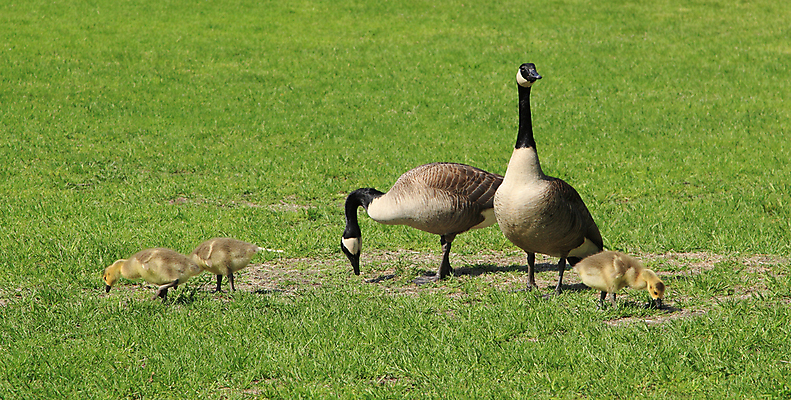 포토 JPG 해외이미지 동물 야생동물 캐나다 밭 가족 자연 조류 엄마 병아리 잔디 사람없음 야외 초록색 자녀 황무지 아빠 방목 먹기 5 거위 물새 찰과상 해외202004 해외포토 식물 컬러 북아메리카 농업 관계 모션 숫자 축산업 상처 생태계 파일형식 이미지허브