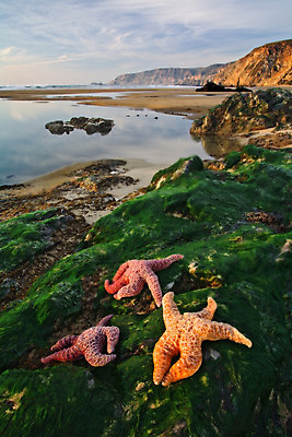 포토 JPG 해외이미지 구름 모래 파도 바다 여행 컨셉 오렌지 자연 조류 하늘 바람 풍경 해변 사람없음 야외 빨간색 물 파란색 빛 햇빛 태양 노란색 평화 일출 환경 맑음 미국 힘 고요 일몰 활발 만 황무지 황금 캘리포니아 태평양 북쪽 내추럴 수평선 해외202004 해외포토 자연요소 동물 컬러 북아메리카 과일 날씨 노을 방향 생태계 파일형식 이미지허브