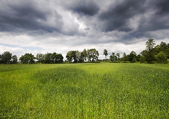 포토 JPG 해외이미지 나무 구름 계절 전통문화 밭 농업 하늘 그림자 옥수수 풍경 사람없음 초록색 여름 농장 봄 줄무늬 가을 농촌 구멍 작음 땅 심플 일렬 평야 호밀 수평선 해외202004 해외포토 자연요소 식물 전통 산업 문화 컬러 무늬 자연 곡류 시골 크기 파일형식 이미지허브