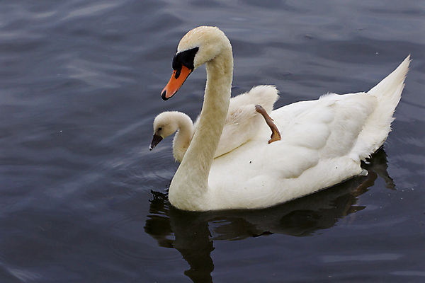 포토 JPG 해외이미지 응시 호수 어린이 오렌지 가족 조류 병아리 손잡이 사람없음 물 머리 검은색 수영 힘 회색 흰색 자신감 먹기 깃털 백조 목 계산서 돌봄 벙어리 해외202004 해외포토 자연요소 동물 시선 감정 컬러 과일 관계 모션 사람 신체부위 수상스포츠 파일형식 이미지허브