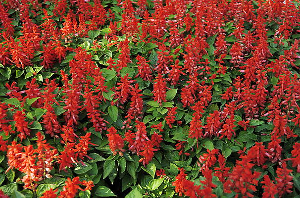 포토 JPG 해외이미지 식물 계절 공원 꽃 지구 꽃다발 백그라운드 잎 자연 부활절 사람없음 야외 장식 빨간색 초록색 컬러풀 정원 봄 침대 축하 신선 진홍색 브라질 세이지 해외202004 해외포토 공공시설 기념일 컬러 가구 컨셉 남아메리카 생태계 파일형식 이미지허브