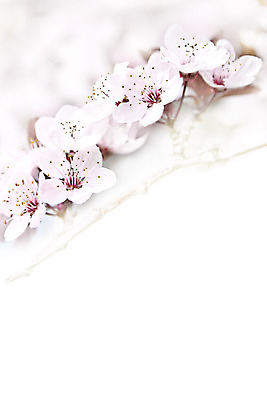 포토 JPG 해외이미지 나무 식물 계절 꽃잎 꽃 분홍색 백그라운드 꽃무늬 자연 친절 사람없음 여름 정원 일본 보라색 고요 봄 성장 벚꽃 흰색 나뭇가지 신선 개화 체리 닫기 4월 5월 묘사 부드러움 내추럴 해외202004 해외포토 아시아 컬러 무늬 과일 모션 감각 날짜 생태계 파일형식 이미지허브