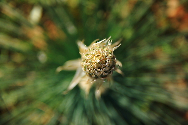 포토 JPG 해외이미지 식물 꽃 백그라운드 꽃무늬 자연 사람없음 장식 초록색 봄 벚꽃 해외202004 해외포토 계절 컬러 무늬 생태계 파일형식 이미지허브