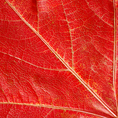 포토 JPG 해외이미지 나무 식물 계절 선 백그라운드 잎 패턴 자연 추상 종류 사람없음 빨간색 컬러풀 가을 질감 정사각형 정맥 대각선 내추럴 해외202004 해외포토 도형 컬러 무늬 생태계 혈관 파일형식 이미지허브