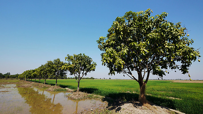 포토 JPG 해외이미지 나무 아시아 선 농업 자연 하늘 밥 풍경 사람없음 초록색 물 파란색 농경지 반사 시골 연못 플랫 캄보디아 망고 논밭 밭일 인도차이나반도 수평선 해외202004 해외포토 자연요소 식물 나라 산업 음식 컬러 밭 논 농장 열대과일 생태계 파일형식 이미지허브