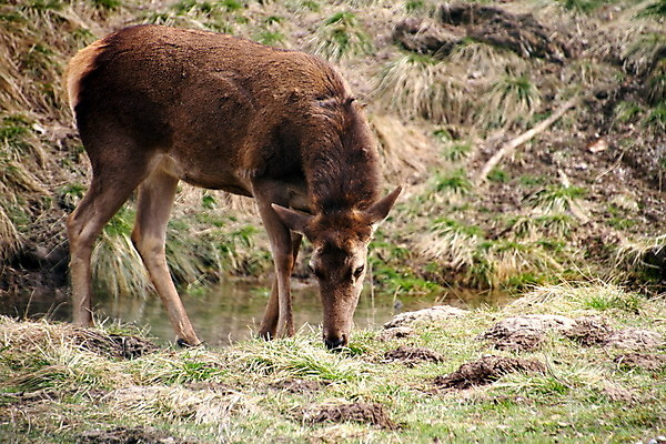 포토 JPG 해외이미지 동물 척추동물 공원 야생동물 밭 포유류 자연 사슴 털 종류 서기 풍경 잔디 사람없음 야외 초록색 갈색 봄 플랫 원주민 방목 먹기 동물상 암사슴 카피스페이스 해외202004 해외포토 식물 계절 공공시설 컬러 농업 모션 조형물 공백 아프리카인 축산업 암컷 생태계 파일형식 이미지허브