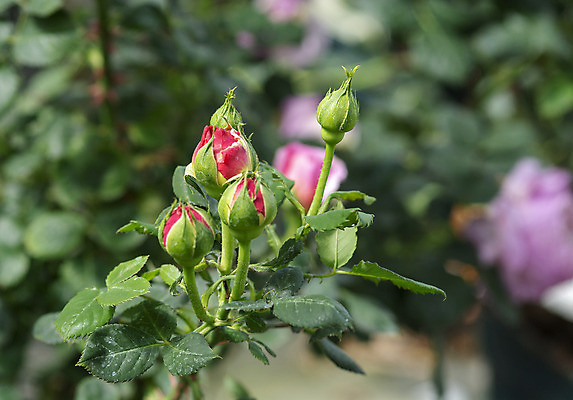 포토 JPG 해외이미지 식물 계절 꽃잎 꽃 분홍색 잎 꽃무늬 자연 사람없음 야외 초록색 여름 컬러풀 장미 노란색 환경 정원 봄 성장 벚꽃 흰색 신선 개화 닫기 묘사 원예 향기 내추럴 더블 해외202004 해외포토 컬러 무늬 모션 취미 생태계 냄새 파일형식 이미지허브